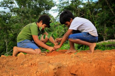 afforestation