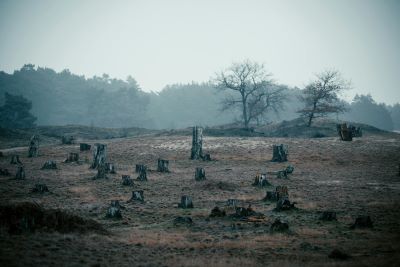 deforestation